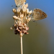 Argus bleu. Papillon. Polyommatus icarus mâle se récxhauffant au soleil. Croatie.