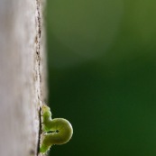 Chenille verte sur un tronc d'arbre. Chenille de Phalène brumeuse ou arpenteuse tardive papillon également appelé cheimatobie hiemale ou petite phalène hiemale. Operophtera brumata.