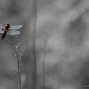 Libellule déprimée. Libellula depressa.