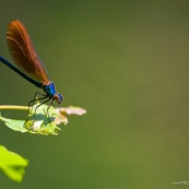 Demoiselle  - CaloptÈryx vierge
Classe : Insecta
Ordre : Odonata
Famille : Calopterygidae
EspËce : Calopteryx virgo
Jeune m‚le immature : corp bleu mÈtallique, ailes couleur bronze, posÈ sur une feuille.