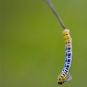 Chenille de Pale awlet
Ordre : Lepidoptera
Famille : Hesperiidae
EspËce : Bibasis gomata
Chenille immature : en phase de prÈmue larvaire

Chenille jaune et bleue, avec des motifs faisain penser ‡ des yeux.