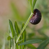 Crache-sang, timarque ou chrysomËle noire
Ordre : ColÈoptËre
Famille : Chrysomelidae
EspËce : Timarcha tenebricosa

Larve de scarabÈe en train de manger.