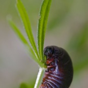 Crache-sang, timarque ou chrysomËle noire
Ordre : ColÈoptËre
Famille : Chrysomelidae
EspËce : Timarcha tenebricosa

Larve de scarabÈe en train de manger.