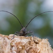 Monochame tailleur,  colÈoptËre xylophage longicorne. 

Classe : Insecta
Ordre : Coleoptera
Famille : Cerambycidae
EspËce : Monochamus sartor

Capricorne vu de face, posÈ sur une souche de rÈsineux, ses deux longues antennes bien visibles.