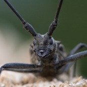 Monochame tailleur,  colÈoptËre xylophage longicorne. 

Classe : Insecta
Ordre : Coleoptera
Famille : Cerambycidae
EspËce : Monochamus sartor

Capricorne vu de face, posÈ sur une souche de rÈsineux, gros plan sur sa tÍte.