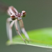 Gros plan de la tÍte d'une demoisele (libellule), vue de face et de ses yeux. La demoiselle est posÈe sur une feuille.