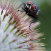 Mouche aux yeux rouges posÈe sur des piquants. Vue de face.