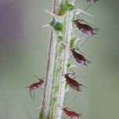 Pucerons sur une tige en train de sucer la sËve de la plante.
Cornicules bien visibles. Rostre plantÈ dans la tige. Alignement de pucerons rouges.  Colonie de pucerons se nourissant.
Vue de profil.

Classe : Insecta
Ordre : Hemiptera
Famille : Aphidoidea