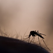 Moustique sur peau humaine, sur bras, ‡ contre-jour, silhouette se dÈtachant sur fond de coucher de soleil, s'appretant ‡ sucer le sang de sa victime. 

Classe : Insecta
Ordre : Diptera
Famille : Culicidae