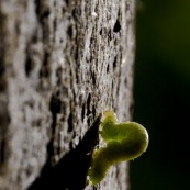 Chenille verte sur un tronc d'arbre. Chenille de Phalène brumeuse ou arpenteuse tardive papillon également appelé cheimatobie hiemale ou petite phalène hiemale. Operophtera brumata.