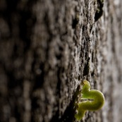 Chenille verte sur un tronc d'arbre. Chenille de Phalène brumeuse ou arpenteuse tardive papillon également appelé cheimatobie hiemale ou petite phalène hiemale. Operophtera brumata.