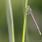 Demoiselle ou libellule sur une tige