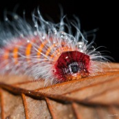 Chenille clown