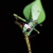 Mantidae. Mante avant la ponte. Femelle. Fond noir (nuit).