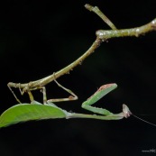 Mantidae