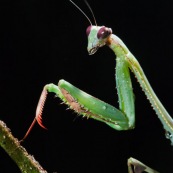 Mantidae