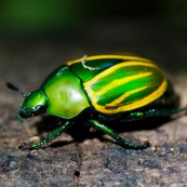 Rutelino ? Scarabaeidae