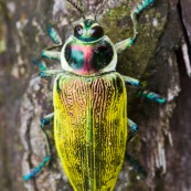 Buprestidae