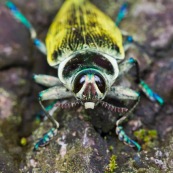 Buprestidae