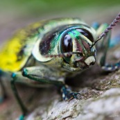 Buprestidae