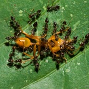 Colonie de petites fourmis en train de trainer une grosse fourmi morte.