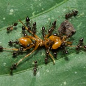 Colonie de petites fourmis en train de trainer une grosse fourmi morte.