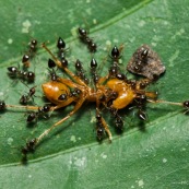 Petites et grosse fourmis