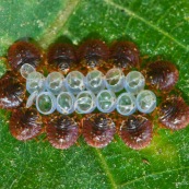 Punaises venat de sortir de l'oeuf. On dirait qu'ils sont assis autour d'un verre en train de trinquer.