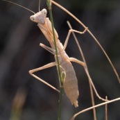 Mante religieuse sur brin d'herbe. Croatie. Mantis religiosa.