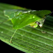 Mante camouflage