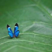 Masque bleu