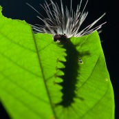 Chenille poilue de Guyane