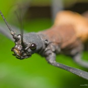 Tête de phasme. Insecte.