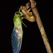 Emergence de la cygale