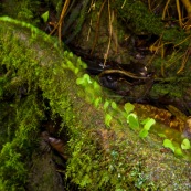 Fourmis champignonnistes