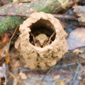 Cicadidae. Larve avant d'abandonner son exuvie. Cygale. Probablement cicadinae. A l'interieur de sa tour en terre, tube creux, architecture de terre. Larve, famille des cygales.