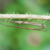 Accouplement de phasmes.