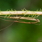 Accouplement de phasmes.