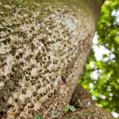 Fourmis champinioniste montant à un arbre.