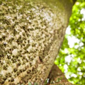 Fourmis champinioniste montant à un arbre.