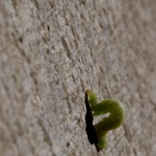 Chenille verte sur un tronc d'arbre. Chenille de Phalène brumeuse ou arpenteuse tardive papillon également appelé cheimatobie hiemale ou petite phalène hiemale. Operophtera brumata.