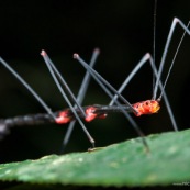 Phasme noir et rouge