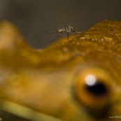 Moustique et Hypsiboas boans