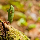 Fourmis coupeuses de feuilles ou fourmis champignonnistes en cours de transport de morceaux de feuilles. Les fourmis champignonnistes utilisent ces morceaux de feuilles pour cultiver un champignon dans le nid, car elles se nourissent de son mycelium. Fourmis transportant des morceaux de feuilles d'arbre, vue de profil. Forme de coeur en découpe sur la feuille.