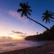 Guyane. Iles du salut. Sur l'ile saint joseph. PLage avec eau transparente et cocotiers.