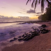 Guyane. Iles du salut. Sur l'ile saint joseph. PLage avec eau transparente et cocotiers.