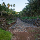 Guyane. Iles du salut. Sur l'ile saint joseph. Dans le bagne, cellules prison, nature ayant repris ses droits.