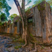 Guyane. Iles du salut. Sur l'ile saint joseph. Dans le bagne, cellules prison, nature ayant repris ses droits.