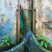 Guyane. Iles du salut. Sur l'ile saint joseph. Dans le bagne, cellules prison, nature ayant repris ses droits.