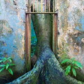 Guyane. Iles du salut. Sur l'ile saint joseph. Dans le bagne, cellules prison, nature ayant repris ses droits.